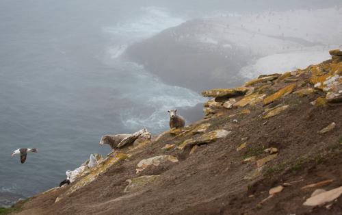 Sharing Space, Saunders Island