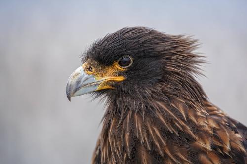 Striated Caracara, or Johnny Rook