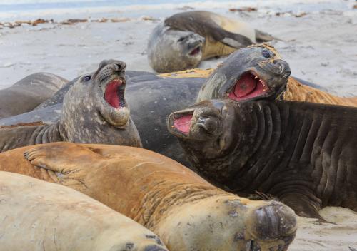 Elephant Seals