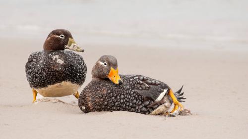 Falkland Steamer Duck