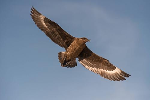 Falkland Brown Skua