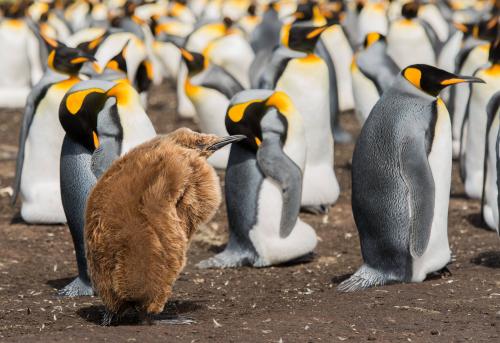 King Penguins with Chick