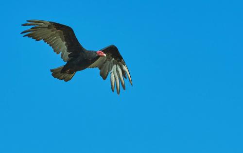 Turkey Vulture