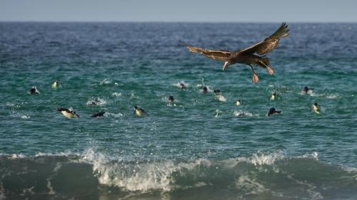 Rockhoppers Inbound, Petrel Overhead