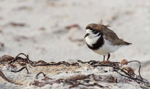 Two-banded Plover