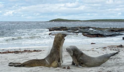Elephant Seal, Sand kicked Face