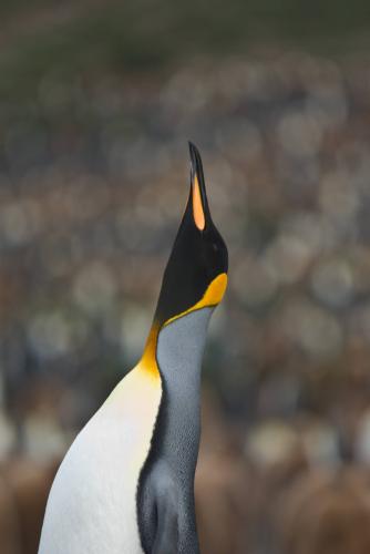 King Penguin Raised Head