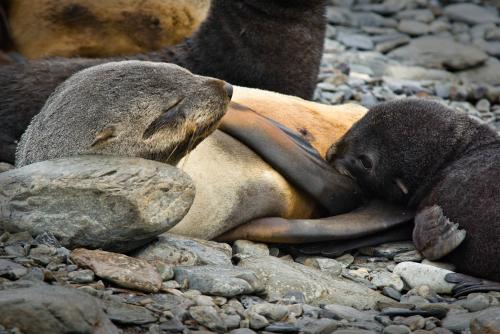 Fur Seal suckling