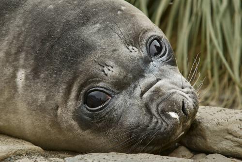 Elephant Seal