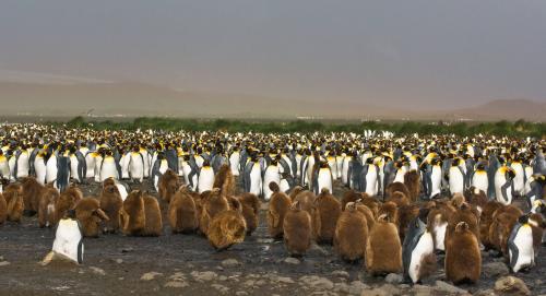 King Penguin Colony, Salisbury Plain