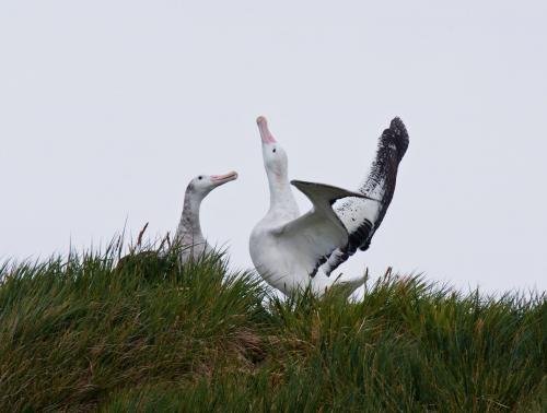 Wandering Albatross Courtship, Prion Island