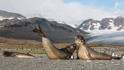 Conflict, St Andrews Bay