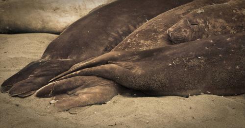 Elephant Seals