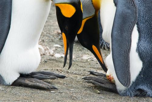 King Penguin Egg Transfer