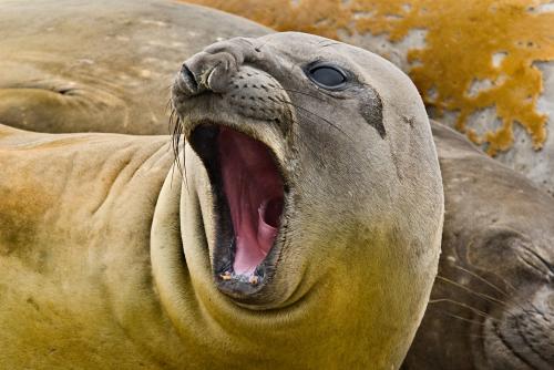 Elephant Seal