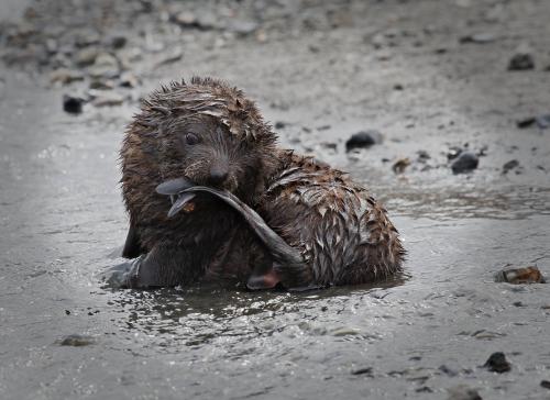 Young Fur Seal