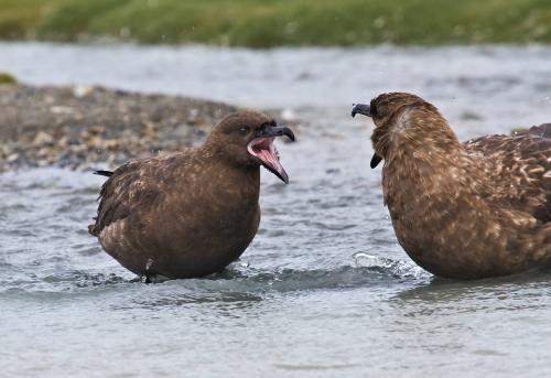 Skua Bathing