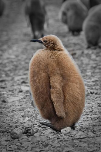 King Penguin Chick