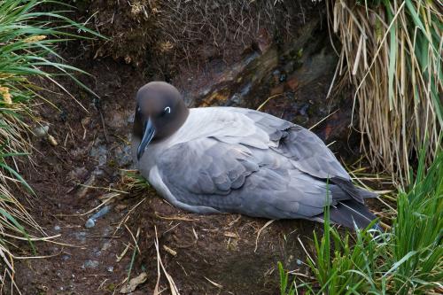 Light-mantled Sooty Albatross