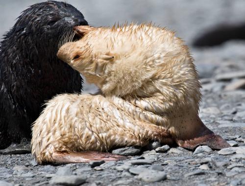 Leucistic Fur Seal