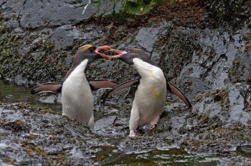 Fighting Macaroni Penguins