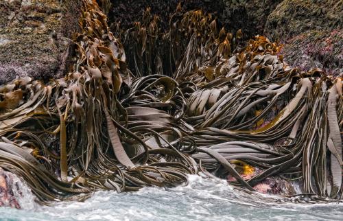 Kelp