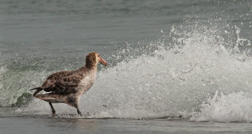 Southern Giant Petrel