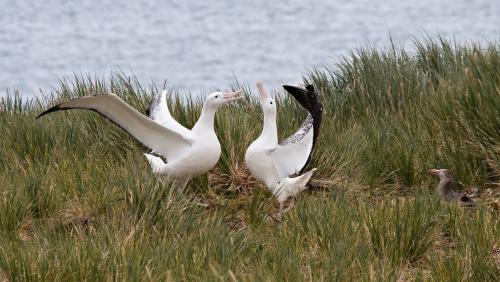 Wandering Albatross Courtship Dance, Prion Island