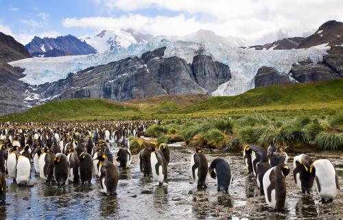 Penguins, Gold Harbour