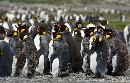 King Penguins, Moulting