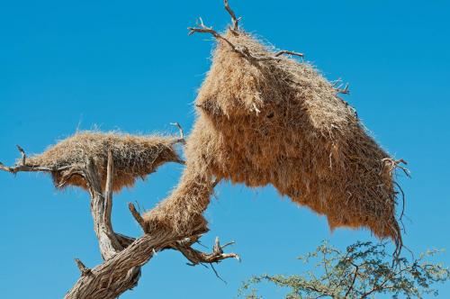 Sociable Weaver Nest