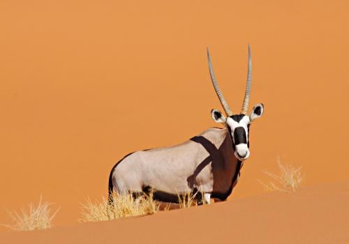 Gemsbok, Sossusvlei