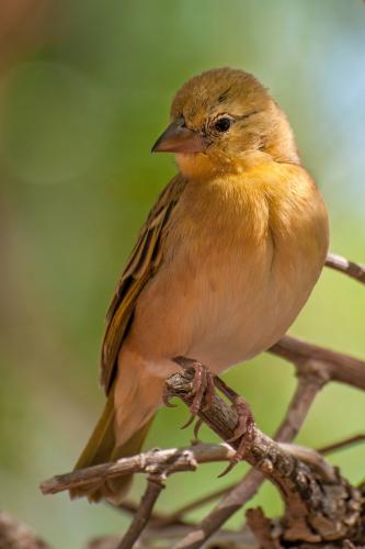 Yellow-bellied Eremomela, I think