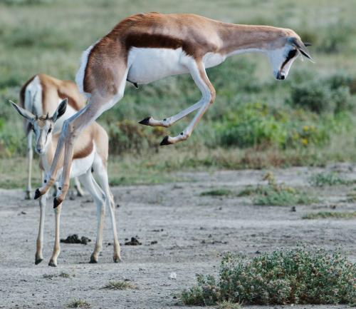 Pronking Springbok