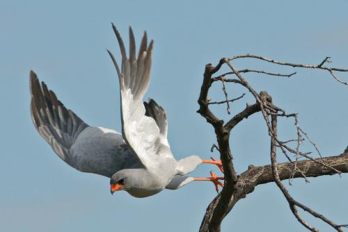 Pale Chanting Goshawk