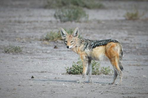 Black-backed Jackal