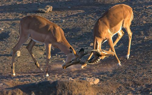 Impala Butts!!