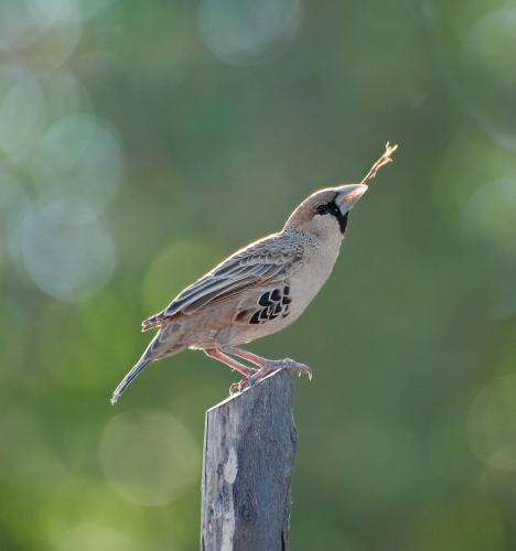 Another piece for Socialble Weaver Nest