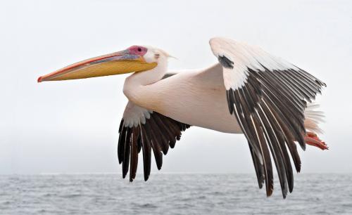 Great White Pelican