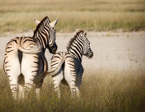 Zebra, Etosha