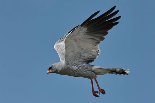 Pale Chanting Goshawk