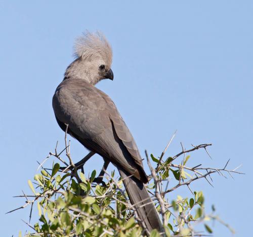 Grey Go-away Bird