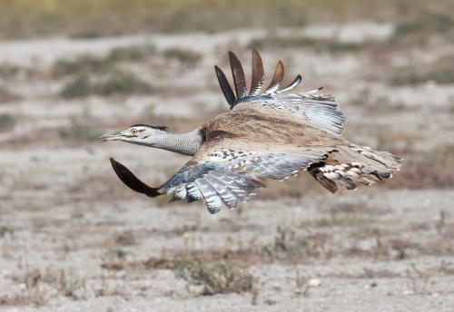 Kori Bustard