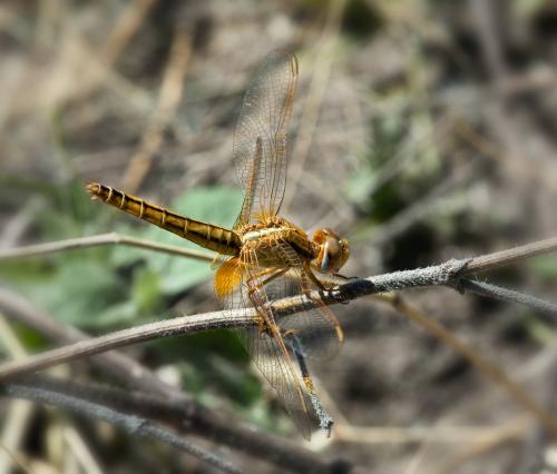 Dragonfly