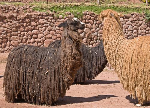 Llamas