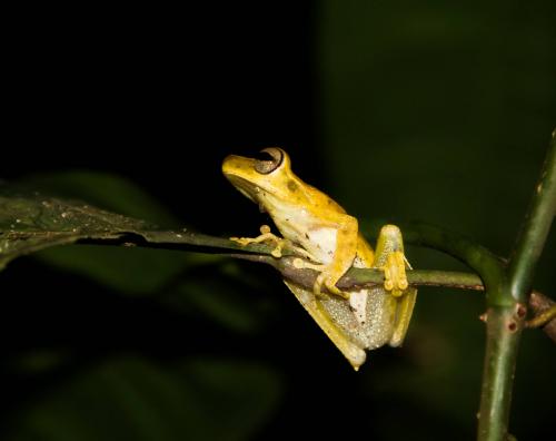 Hyla Tree Frog