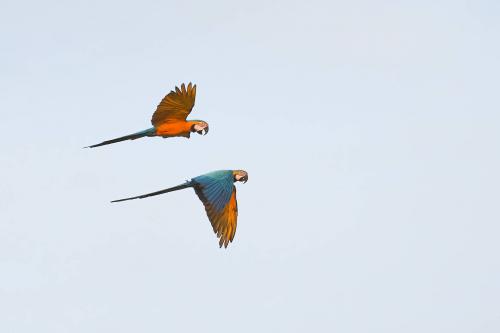 Macaws in Flight