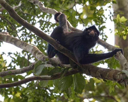 Spider Monkey, Tambopata