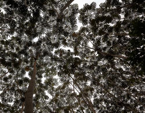 Tree Canopy, Tambopata