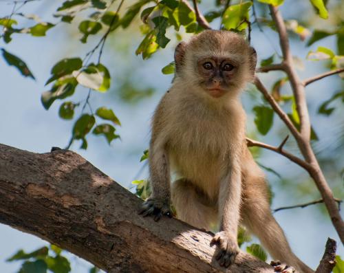 Vervet Monkey